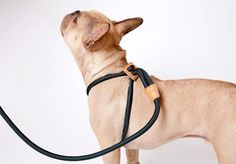 Once The Harness Has Educated Your Dog To Stroll Beside You, You Can Start Utilizing The Primary ... Milk Shop, Companion Dog, Design Milk, Pet Furniture, Diy Dog Stuff, Dog Supplies, Dog Harness, Dog Accessories