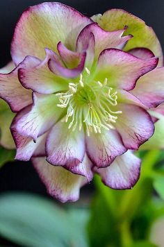 a pink and white flower with green leaves