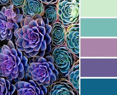 a bunch of succulents with different colors in the center and bottom half