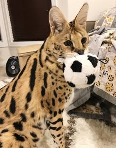 a cat holding a soccer ball in its mouth