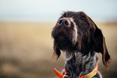 a close up of a dog with an orange collar looking off into the distance while standing in a field