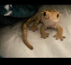 a gecko sitting on top of a white sheet