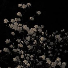 a black and white photo of flowers in the dark