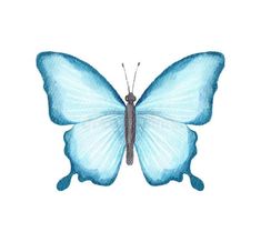 a blue butterfly with wings spread out, on a white background royalty images and clippings