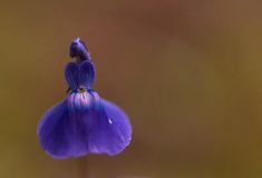 a single purple flower with water droplets on it's petals and the top part of its blooming