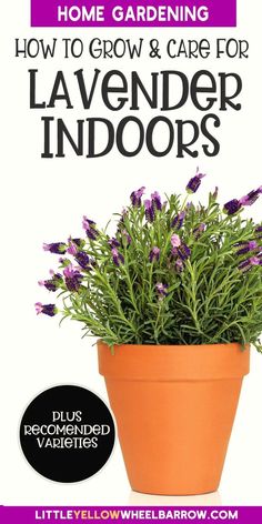 a potted plant with purple flowers in it and the title how to grow & care for lavender indoors