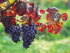 some grapes are hanging from a vine with red and yellow leaves on it's branches