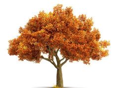 an autumn tree with orange leaves on it's branches, isolated against a white background