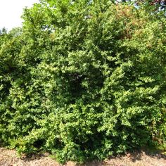 a large green bush with lots of leaves on it's sides and trees in the background