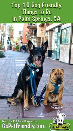 two dogs sitting on the sidewalk with leashes around their necks and one is looking at the camera