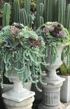 three cement planters with succulents in them