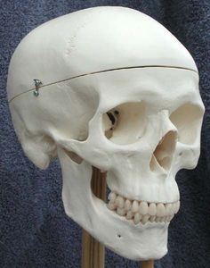 a white human skull on a wooden stick in front of a blue background with the head and lower jaw visible