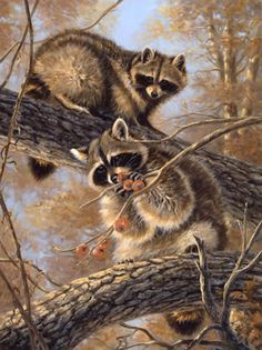 two raccoons sitting on top of a tree branch