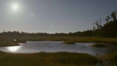 the sun shines brightly over a small lake surrounded by tall green grass and trees