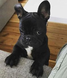 a small black dog sitting on top of a couch