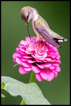 a hummingbird perched on top of a pink flower