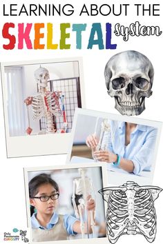 an image of a skeleton with the words learning about the skeletal system