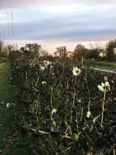 some white flowers are growing in the grass near a fence and telephone poles on a cloudy day