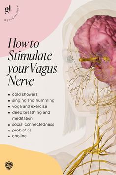 How Does The Brain Work, Foods Good For Nervous System, Vagus Nerve Breathing, Healing The Brain, Rest And Digest Nervous System, Foods For Nervous System, Vagas Nerve, Vagus Nerve Healing, Regulate Nervous System