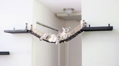 two cats laying on top of a wooden shelf