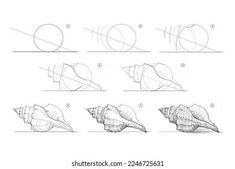 the steps to draw seashells