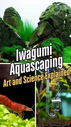 Learn the art and science behind Iwagumi aquascaping and create breathtaking designs for your aquarium. From serene 10-gallon aquascapes to intricate nano tank aquascape ideas, this guide covers it all. Explore how to craft a peaceful river aquascape or a lush forest aquascape even with low-tech aquascaping setups. Perfect your skills and transform your tank into an amazing aquarium masterpiece. Click to dive into the details!