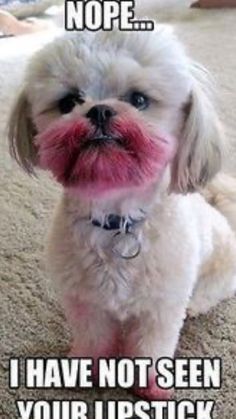 a small white dog sitting on top of a carpet next to a pink substance in its mouth