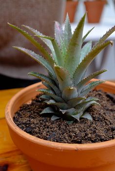 a small potted plant sitting on top of a wooden table