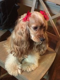 a dog sitting on top of a wooden chair with a red bow in it's hair