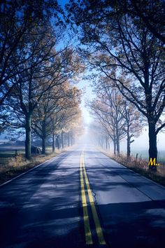 an empty road with trees on both sides and fog in the air at the end