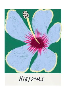 a blue flower with pink stamen and the word hibrius written below it