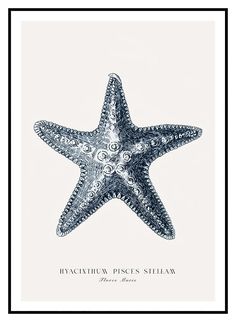 a blue and white starfish on a white background with the words, iguaginan