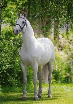 a white horse standing on top of a lush green field next to trees and bushes