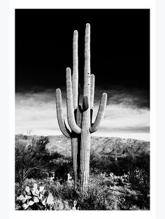 a black and white photo of a saguado cactus in the middle of nowhere