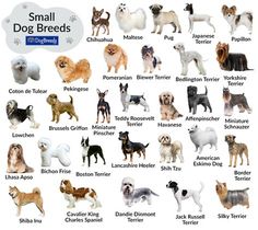 an image of small dog breeds poster