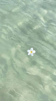 a single white flower floating in the water