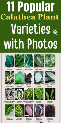 the book cover for 11 popular calathhea plant varieties with photos