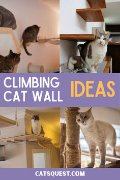 Are you looking for cat wall ideas? We have you covered with these easy-to-install shelves so you can apply them to your cat room soon!