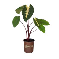 a potted plant with large green leaves on it's top and bottom half