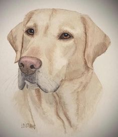 a drawing of a dog's face is shown