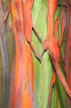 an image of colorful tree bark on instagram for pinter's night out