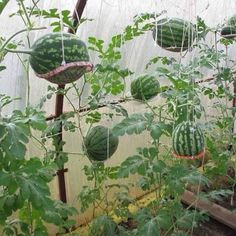 several watermelons growing in a greenhouse