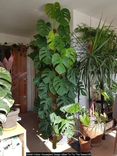 there are many houseplants in the room and one plant is on the table