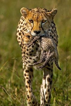 a cheetah is walking through the grass with its head in it's mouth