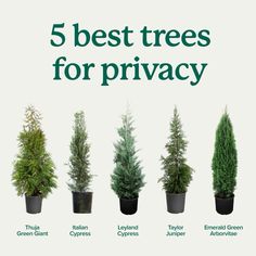 the five best trees for privacy are shown in four different potted plants, one green and