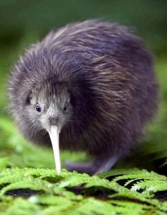 a small kiwi is standing on some green moss and looking at the camera with its long beak