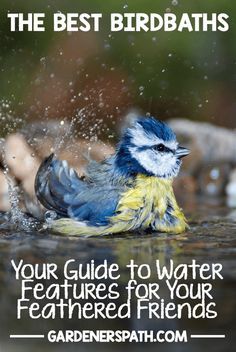 a blue and yellow bird splashing in water with text overlay that reads, the best birdbaths your guide to water features for your feathered friends