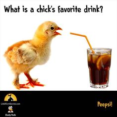 a chicken drinking from a glass with a straw in it's beak and the caption reads what is a chick's favorite drink?