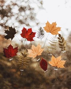 an image of autumn leaves in the air