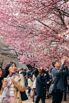 people are standing under the cherry blossom trees